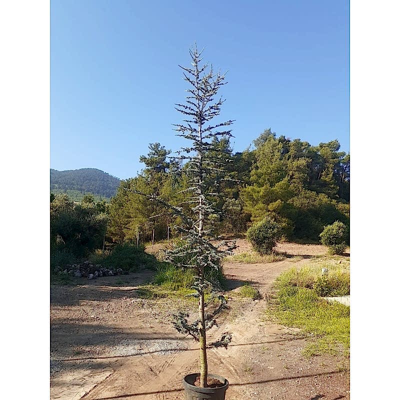 Atlas Sediri 2,5 m