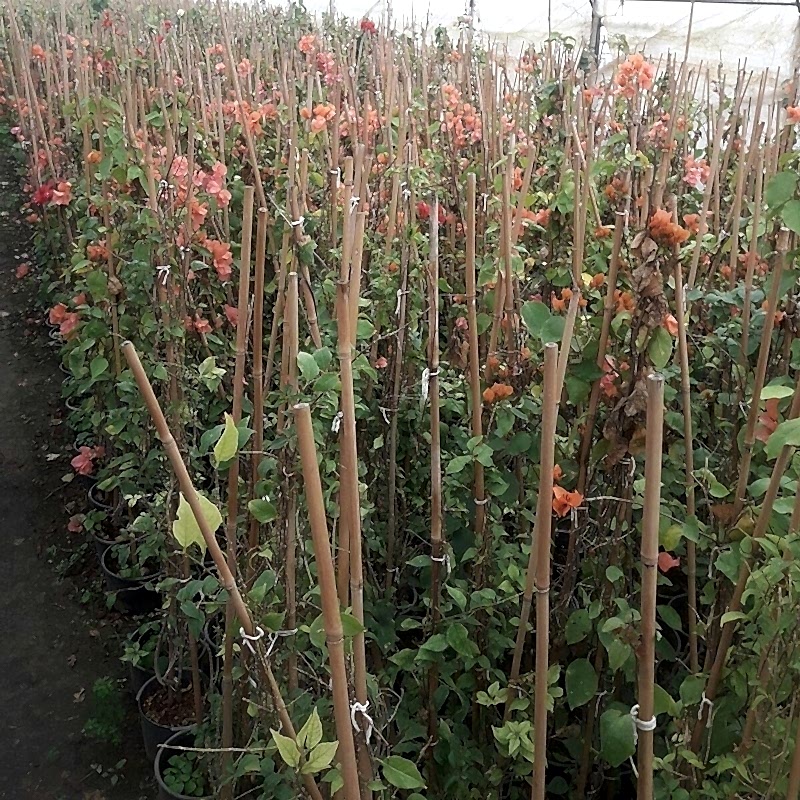 Begonvillea 180-220cm