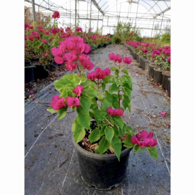Begonvillea Deep Purpel