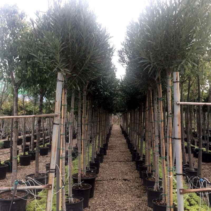Ficus Nitida 12-14