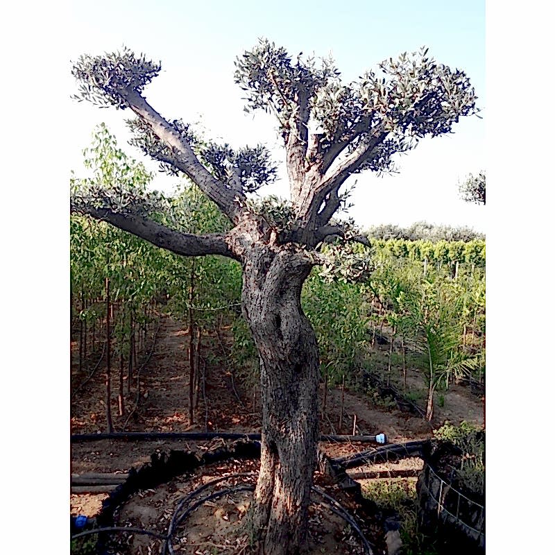 Kafes Zeytin Ağacı 70 ve üzeri