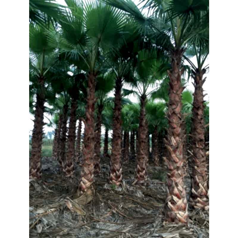 Palmiye 250 cm
