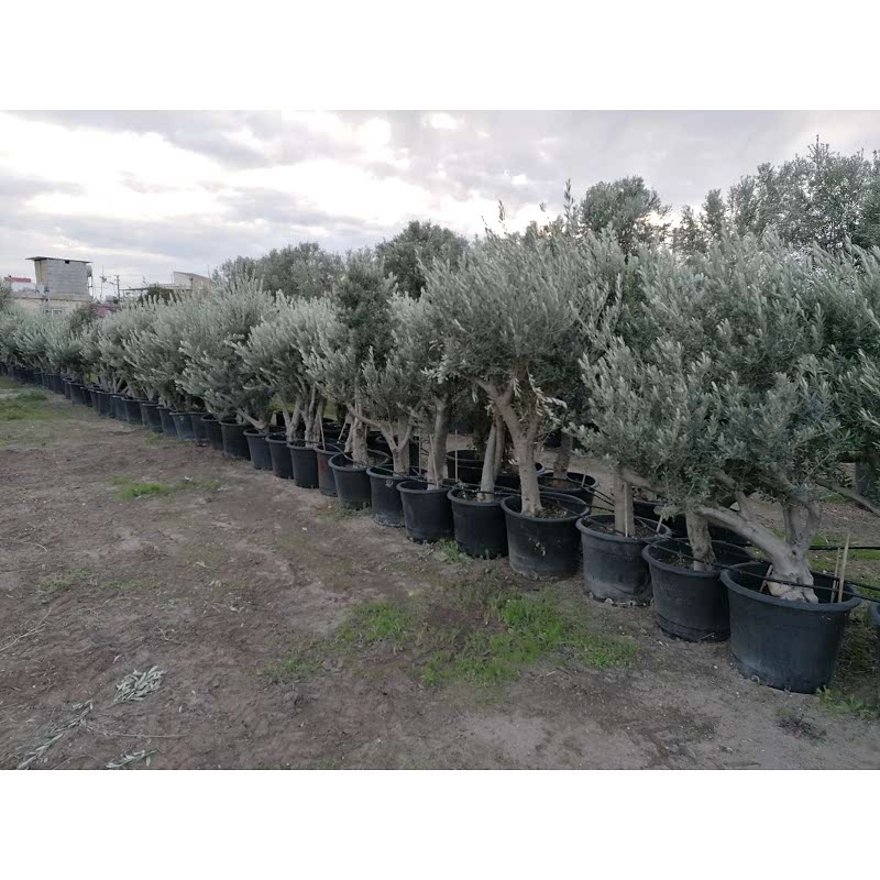 Zeytin Ağacı 110lt