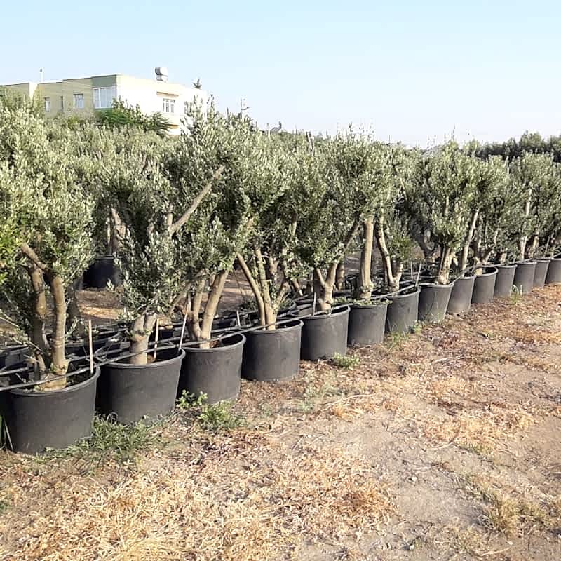 Zeytin Ağacı 65lt